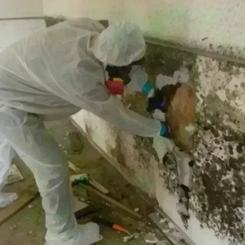 Mold Remediation and Removal in Halifax County, NC